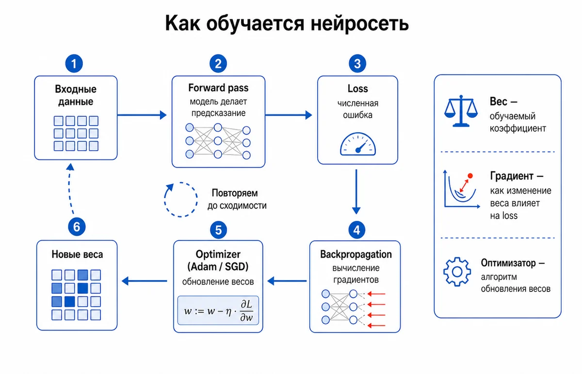 Рисунок 6 - Цикл обучения: forward pass, loss, backpropagation, optimizer, обновление весов.